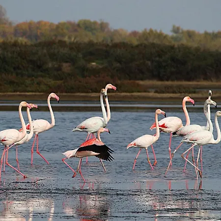 Independant Proche Parking Prive Mireval